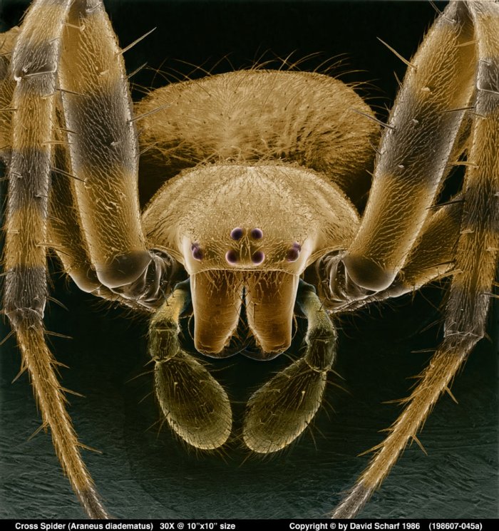 198607-045a-Cross-Spider1