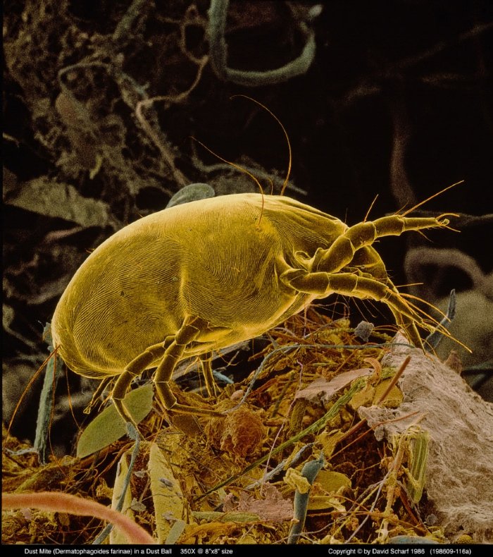 198609-116a-Dust-Mite_side1